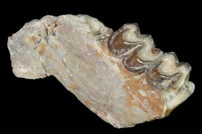 Fossil Horse (Mesohippus) Jaw Section - South Dakota #140897